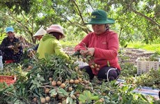 Ba Ria- Vung Tau promueve construcción de nueva ruralidad 