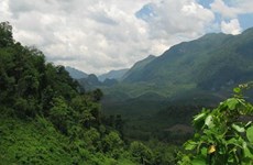 Laos apunta a aumentar la cobertura forestal al 70 por ciento para 2035