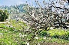 Primeras flores blancas del ciruelo en la meseta de Moc Chau sorprenden a los turistas 