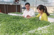 Provincia de Bac Giang promueve transferencia de tecnología en producción agrícola