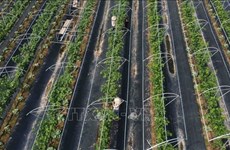 Hanoi promueve producción agrícola de alta tecnología
