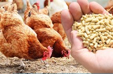 Vietnam recauda 361 millones de dólares por exportación de productos avícolas