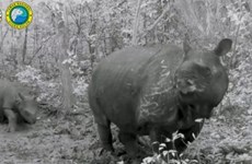 Indonesia da bienvenida a crías de rinoceronte de Java