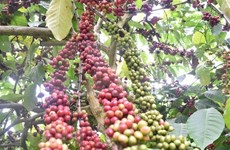 Tailandia planea extender áreas de cultivo de café