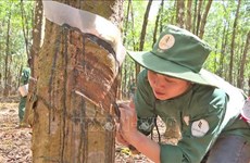 Destacan contribuciones de empresas vietnamitas de caucho al desarrollo de Laos