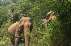 Provincia vietnamita por proteger hábitat de elefantes 