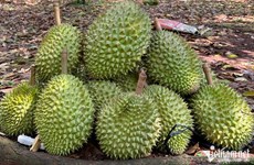 Siguen aumentando exportaciones de durián vietnamita a China