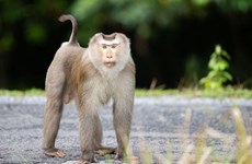 Libren al hábitat natural a tres macacos de cola de cerdo en provincia vietnamita
