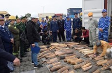 Incautan casi media tonelada de marfil de contrabando en provincia vietnamita