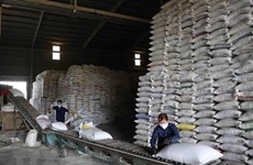 Precio del arroz vietnamita en su nivel más alto en dos años