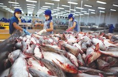 Prevén incremento de exportaciones de pescado Tra de Vietnam este año