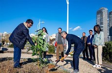 Efectúan plantación de árboles para honrar relaciones diplomáticas Vietnam- Israel 