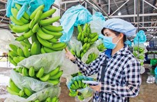 Exportaciones de durián, plátano y pitahaya de Vietnam dan buenas señales en 2023