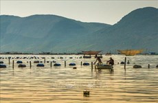Experto indonesio destaca modelo vietnamita en desarrollo de industria acuícola