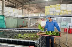 Provincia de Dong Nai exportará unas 500 mil toneladas de bananas frescas en 2023