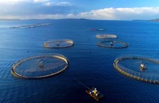 Vietnam busca desarrollar la industria de acuicultura marina 