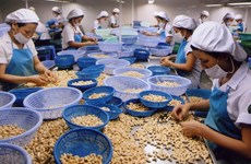 Sector de anacardo de Vietnam apunta a producción verde 