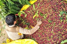 Buscan soluciones para aumentar valor del café vietnamita 