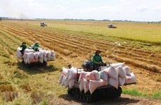 Vietnam por desarrollar cultivo de arroz asociado con crecimiento verde