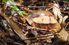 Conservan preciosas especies de tortuga en provincia vietnamita
