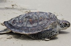  Liberan tortuga marina gigante rara a su hábitat natural