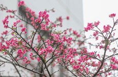 Plantan más cerezos en el parque de Hanoi