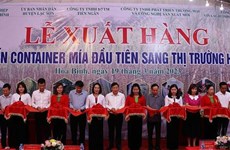 Provincia vietnamita exporta primer lote de caña de azúcar fresca a Estados Unidos 