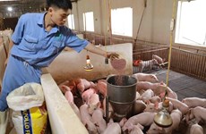 Vietnam promueve economía circular en ganadería