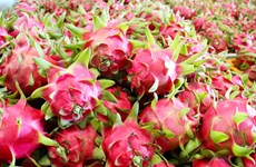 Exportaciones de pitahaya de Vietnam alcanzaron 47 millones de dólares 