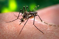 Laos fortalece la prevención y el control del dengue