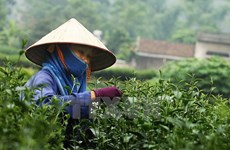 Valor de exportaciones de té de Vietnam a China se dispara