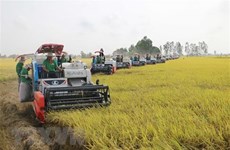 Promueven en Vietnam iniciativas agrícolas en adaptación al cambio climático