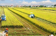 Ministro vietnamita destaca papel de cooperativas en desarrollo de economía agrícola 