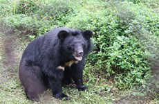 Localidad vietnamita desarrolla turismo asociado con conservación de osos