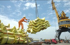Aumenta precio de arroz exportable de Vietnam de enero a marzo