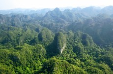 Tailandia aplica modelos de Suecia para ampliar la superficie forestal