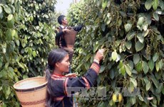 Debaten en Vietnam medidas de comercio agrícola sin causar deforestación