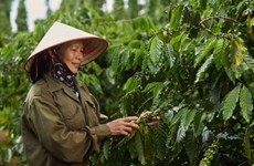 Nestlé ayuda a Vietnam a promover el modelo de agricultura regenerativa