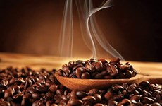 Mejoran prestigio y valor del café vietnamita