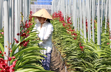 Ciudad Ho Chi Minh mejora capacidad de producción de flores y plantas ornamentales para exportación