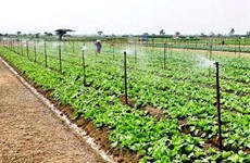 Hanoi promueve áreas agrícolas concentradas