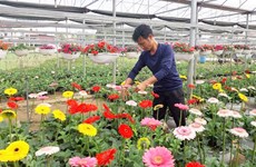 Fondo de Promoción Agrícola de Hanoi ayuda a agricultores a expandir producción