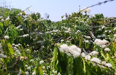 Contemplan temporada de floración de café en provincia de Son La