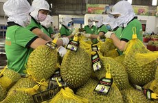 Exportaciones vietnamitas de durián aumentarán