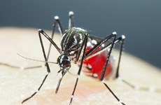 Tailandia abre centro de operaciones de emergencia por aumento de casos de dengue