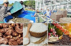  Disminuyen exportaciones de productos agroforestales y acuícolas de Vietnam