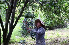 Ninh Thuan recibe código para exportación de pomelo a Estados Unidos