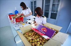 Vietnam por establecer centro de irradiación de frutas para exportación en el Norte