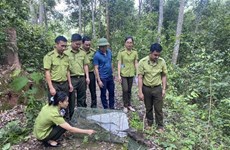 Liberan a cuatro puercoespines de cola de cepillo al hábitat natural en Vietnam