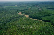 Cobertura forestal en Vietnam se mantiene en 42,02 por ciento